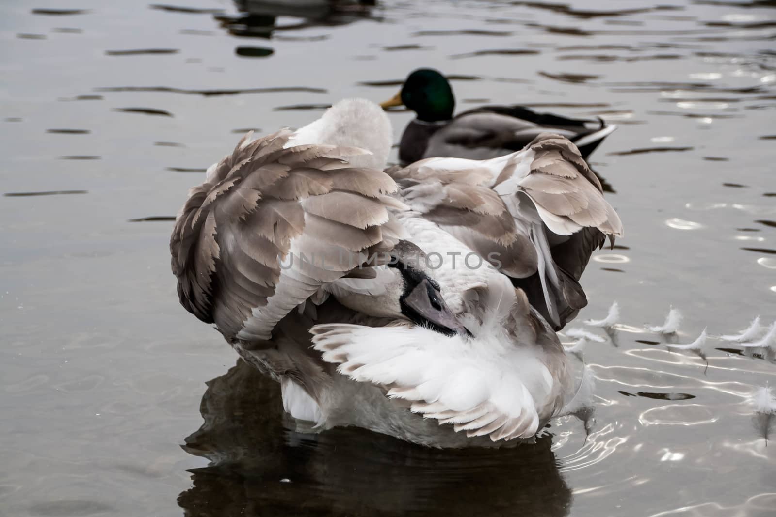 young gray Swan on a blue lake by alexx60