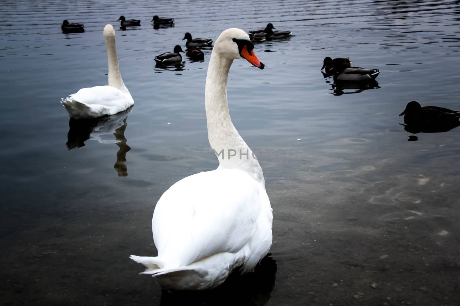 young gray Swan on a blue lake by alexx60