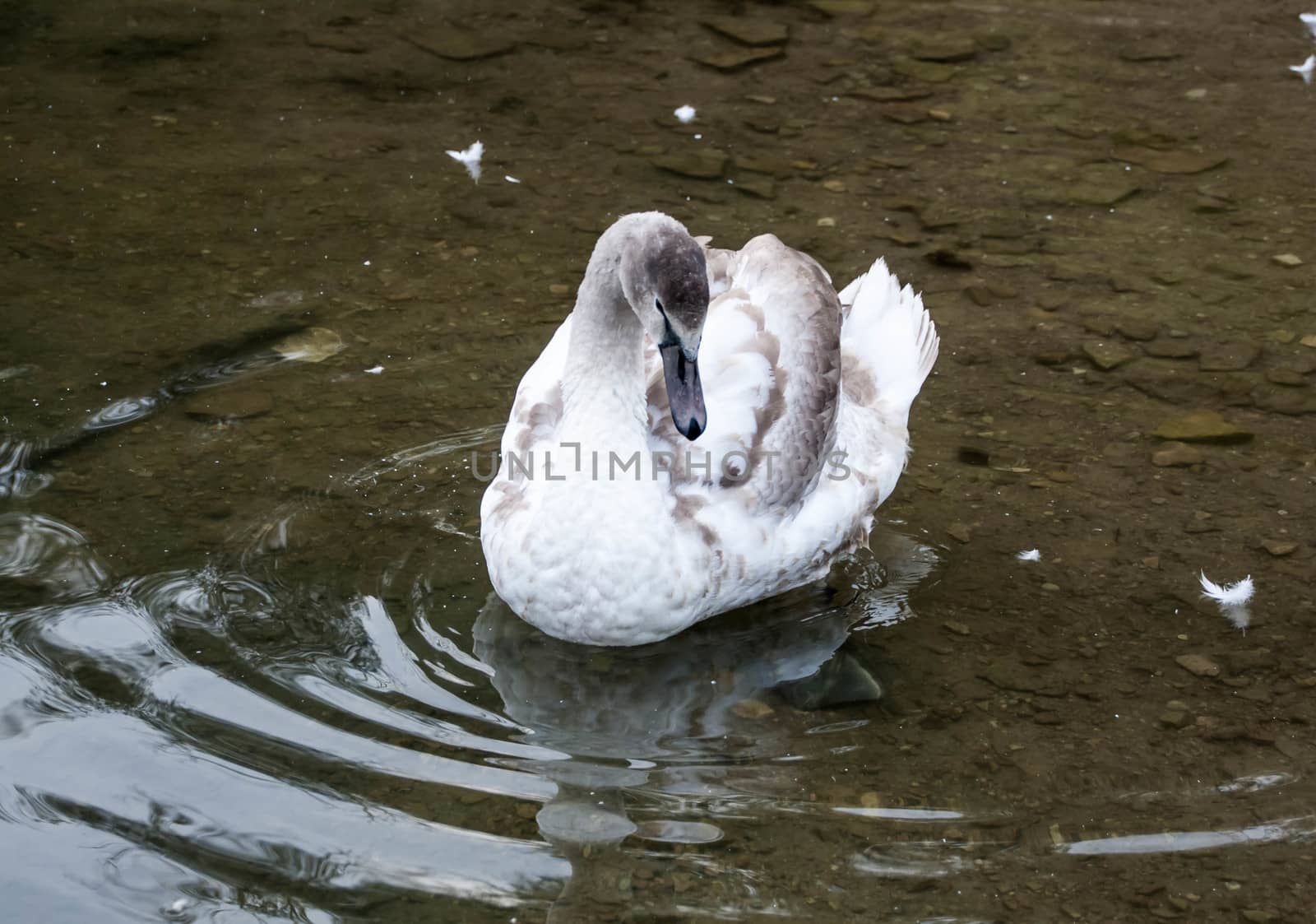 Courtship of a young gray swans on a blue lake with clear water.