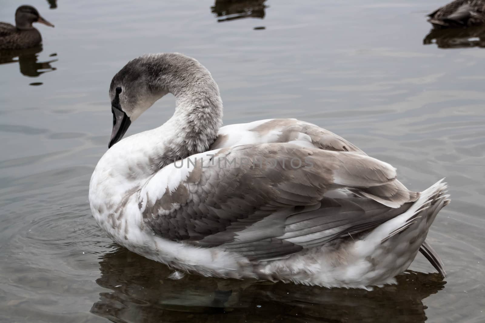 young gray Swan on a blue lake by alexx60