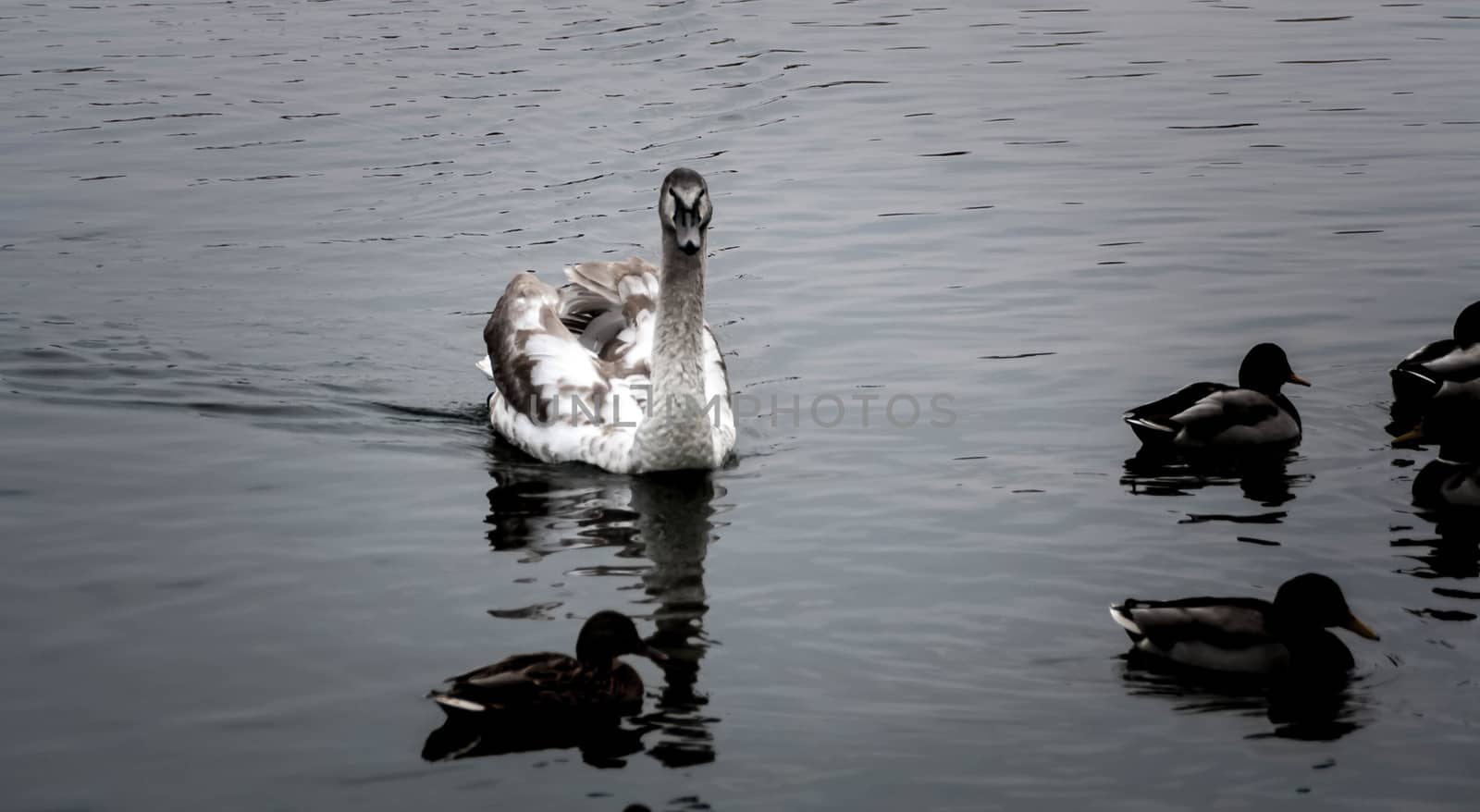 Courtship of a young gray swans on a blue lake with clear water.