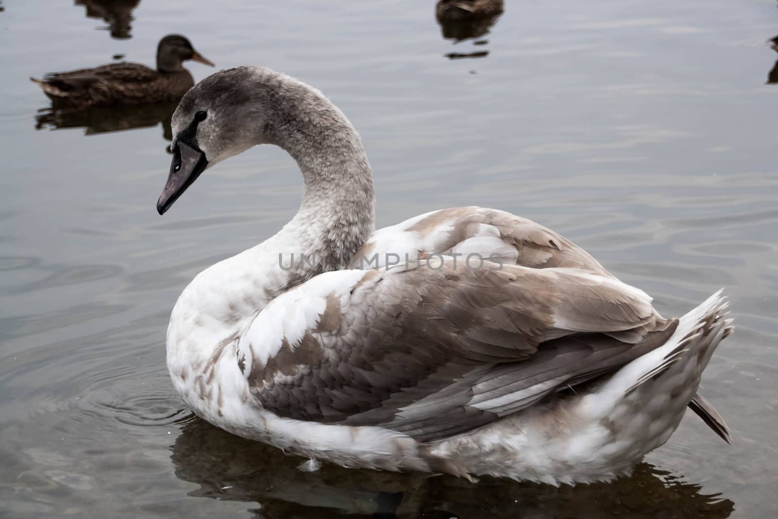 young gray Swan on a blue lake by alexx60