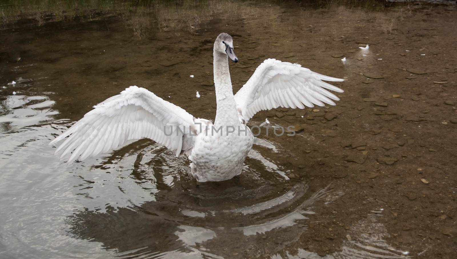 young gray Swan on a blue lake by alexx60