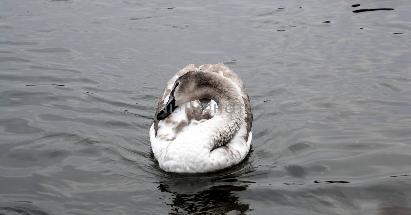 young gray Swan on a blue lake by alexx60