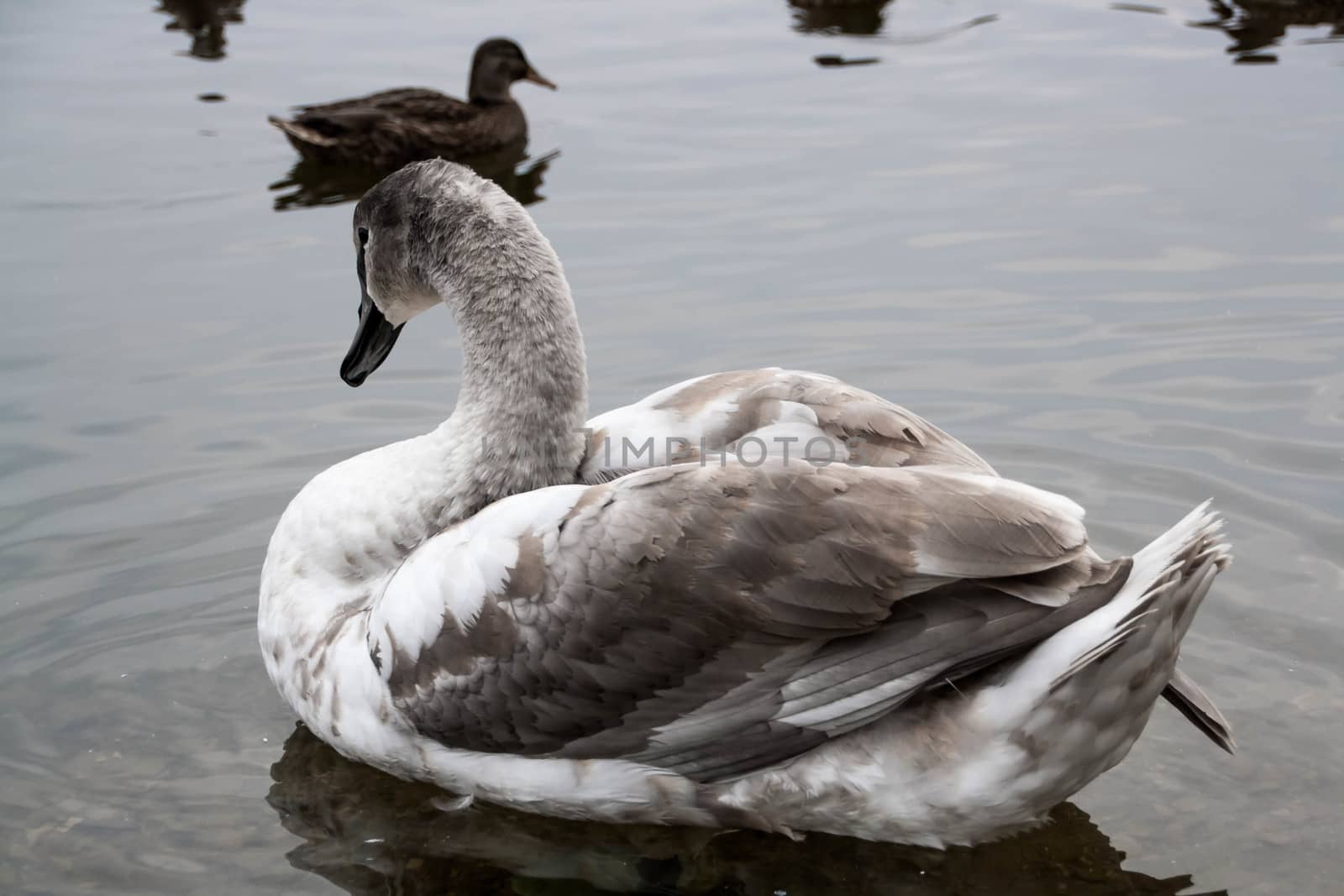 Courtship of a young gray swans on a blue lake with clear water.