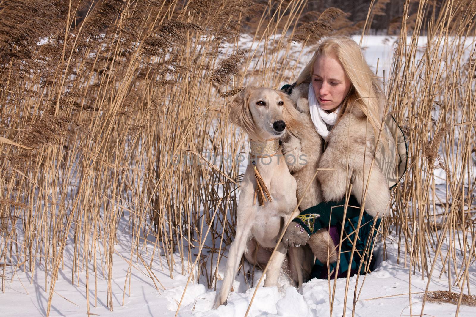 A blonde girl and a saluki in canes in winter
