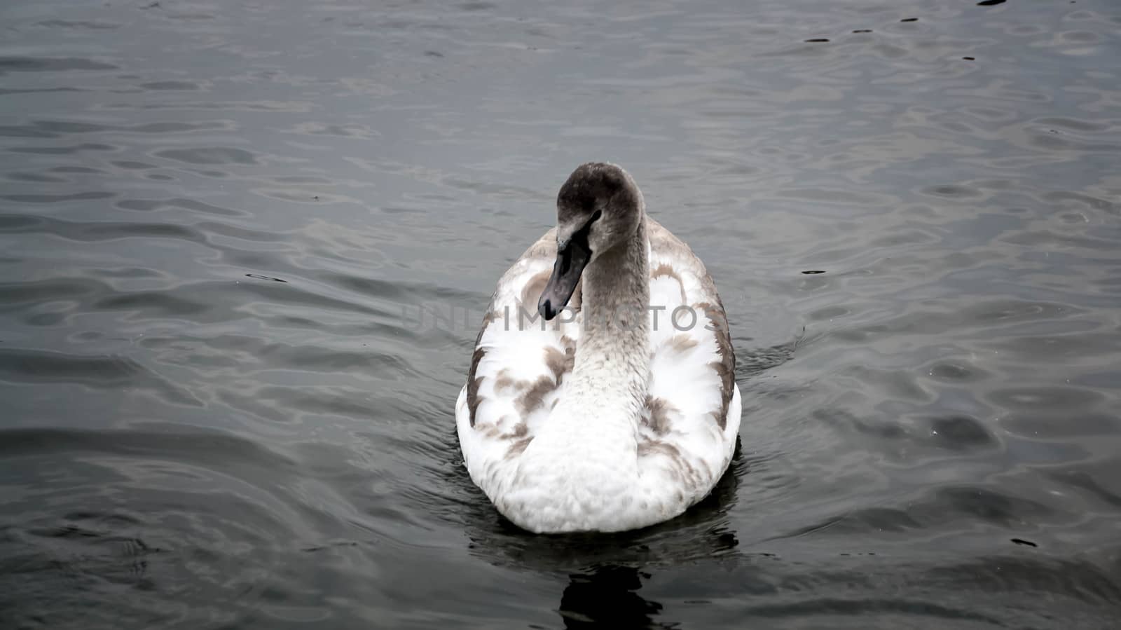young gray Swan on a blue lake by alexx60