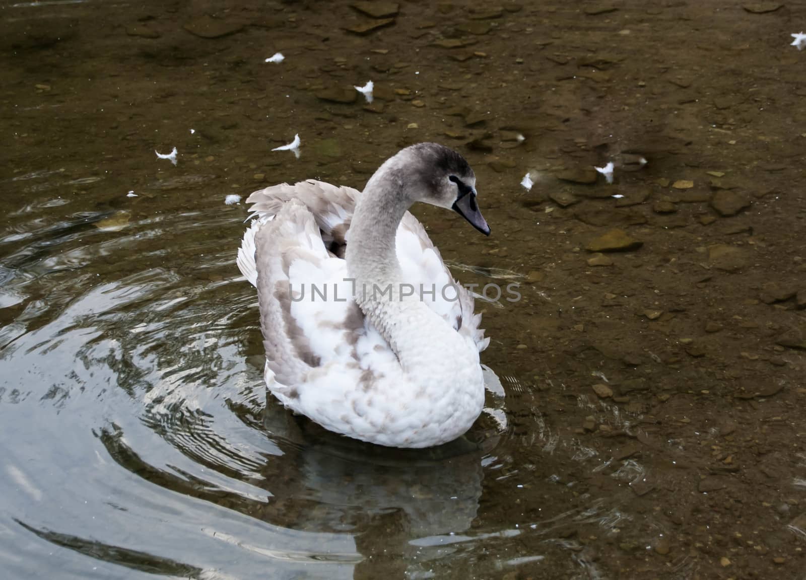 Courtship of a young gray swans on a blue lake with clear water.