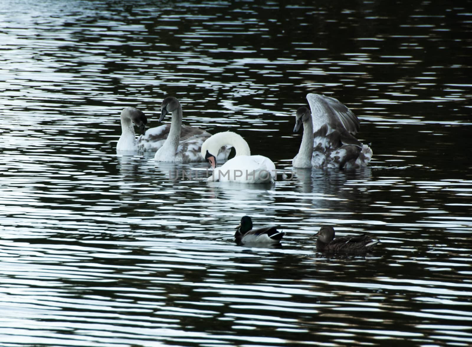 young gray Swan on a blue lake by alexx60