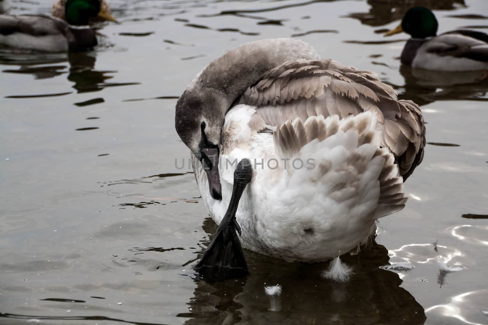 young gray Swan on a blue lake by alexx60