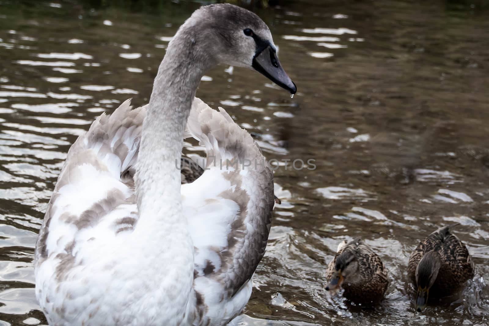 young gray Swan on a blue lake by alexx60