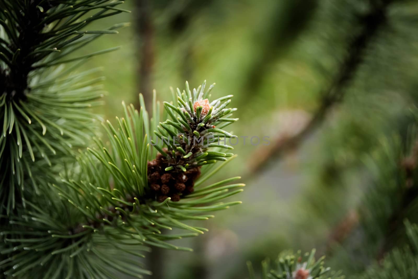 green pine branch on a natural background