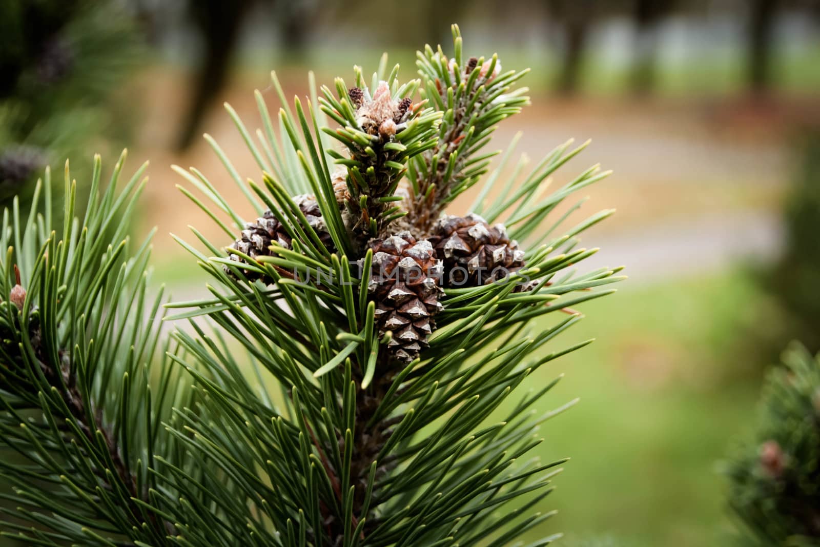 green pine branch on a natural background