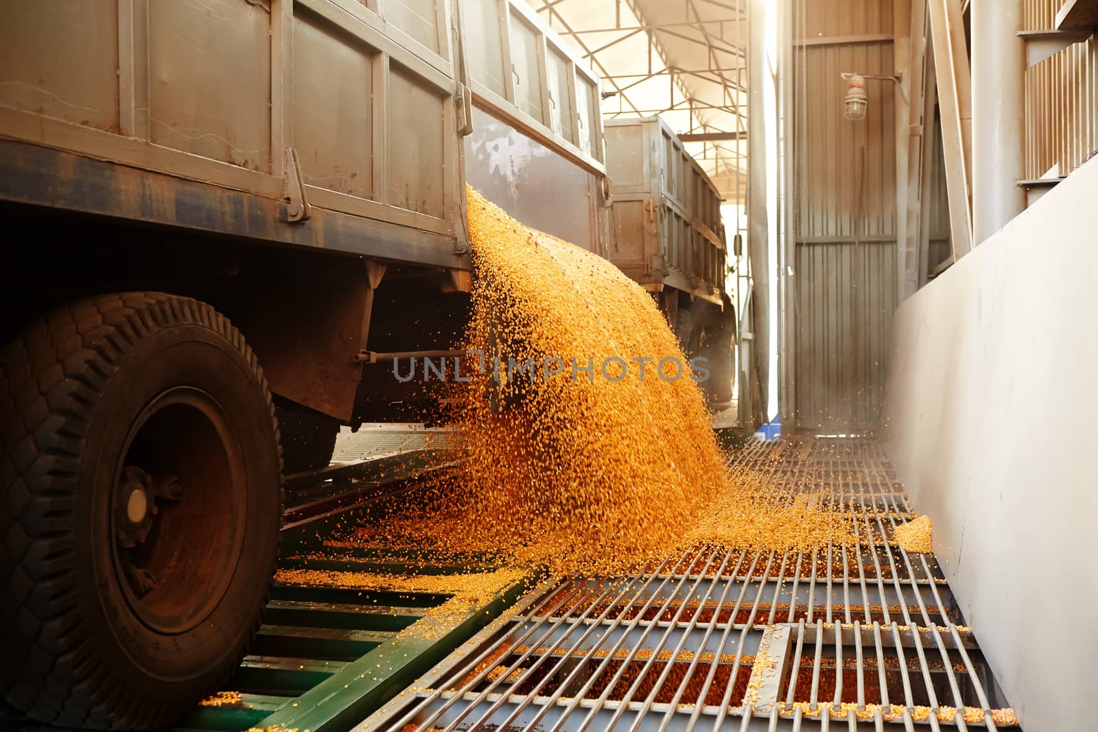 the corn unloaded in a heap after last harvesting
