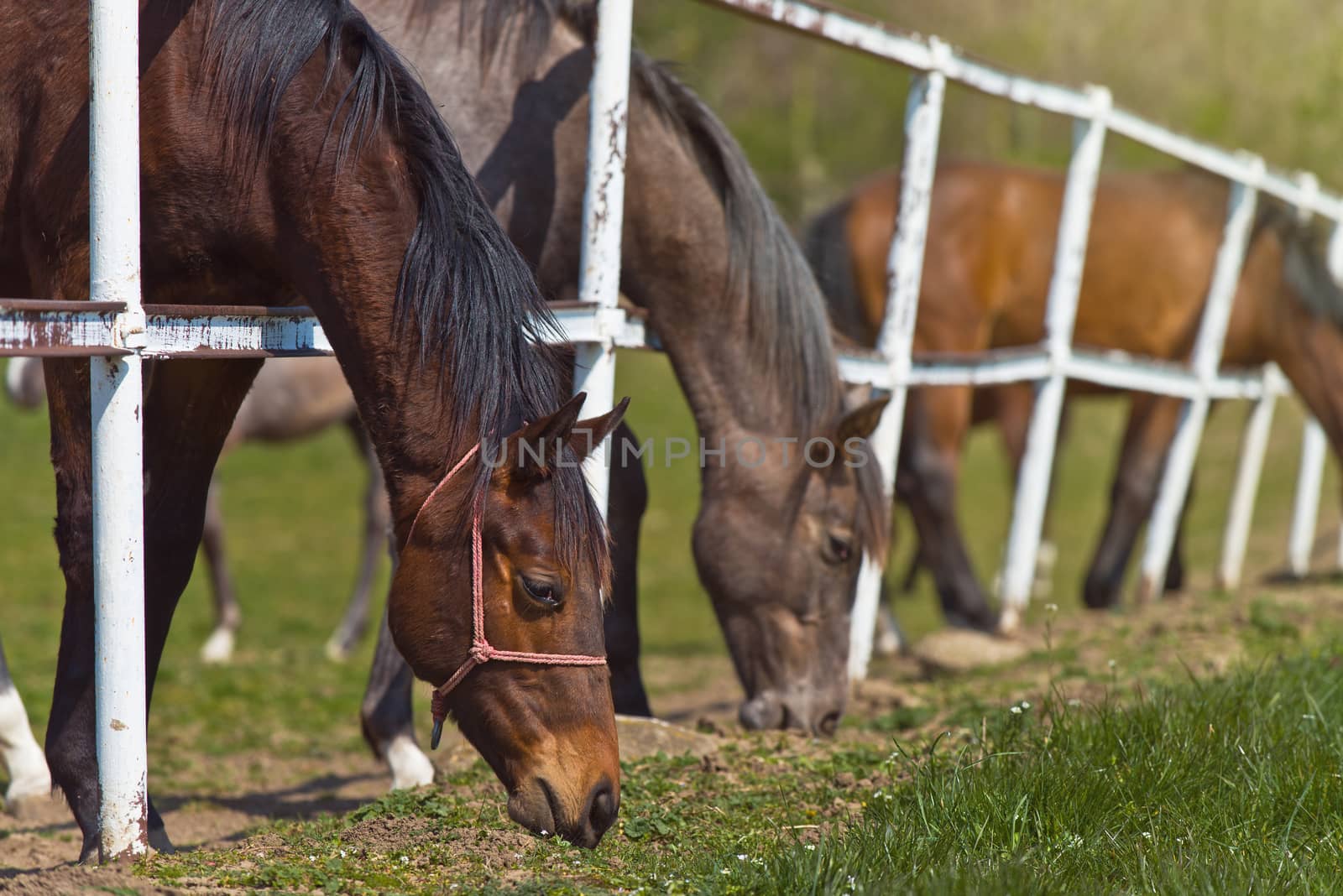 Herd of Beautiful Young Horses Graze on the Farm Ranch by stevanovicigor