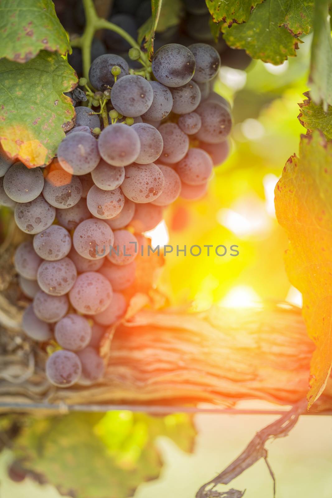 Vineyard with Lush, Ripe Wine Grapes on the Vine Ready for Harvest.