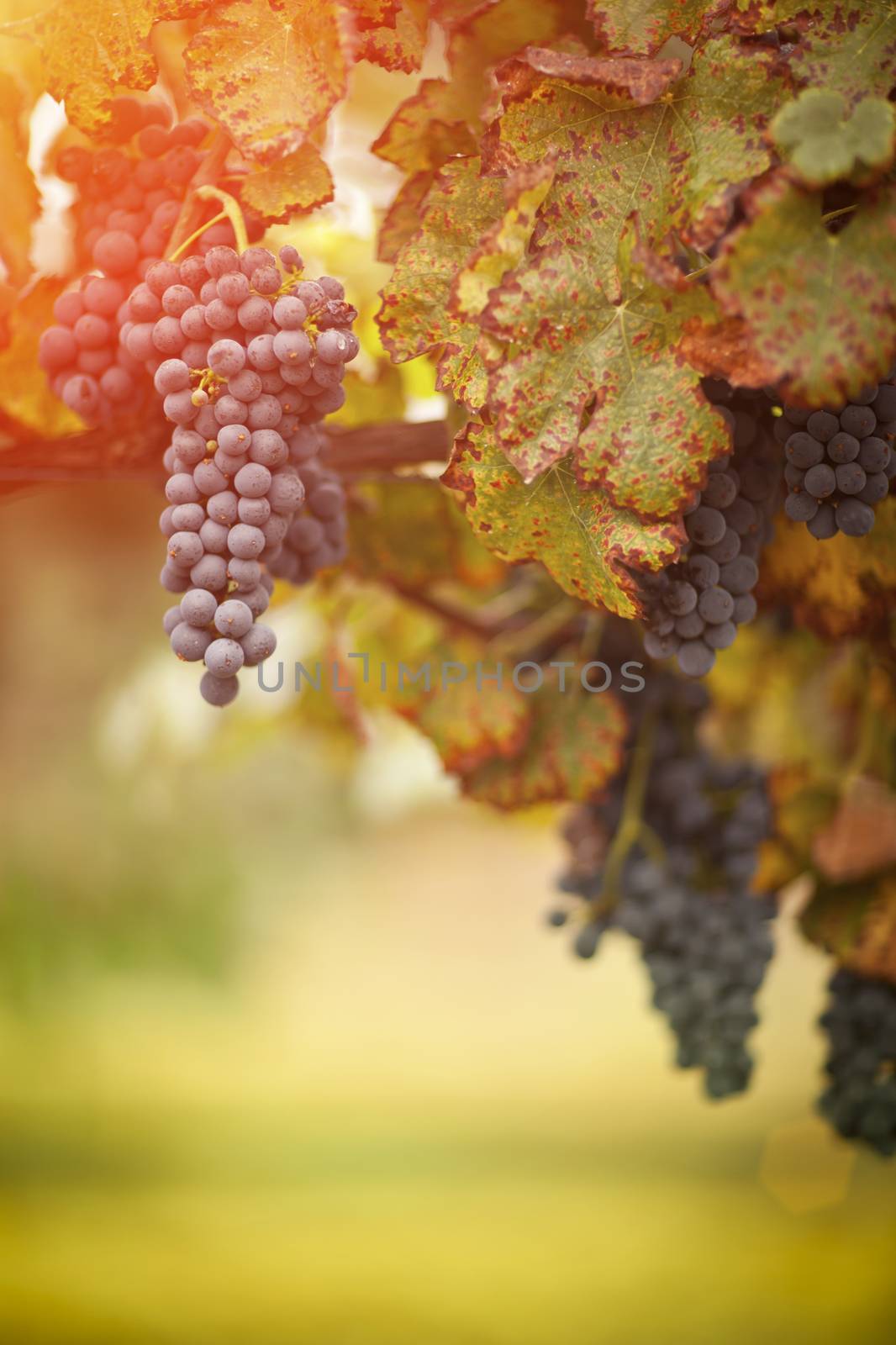 Lush, Ripe Wine Grapes on the Vine Ready for Harvest.