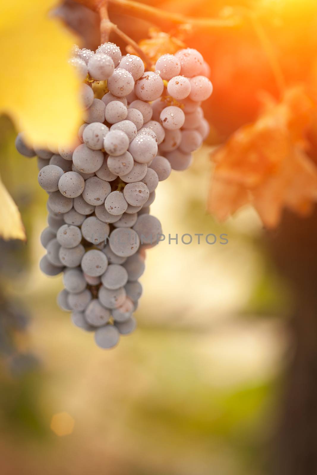 Beautiful Lush Grape Vineyard In The Morning Mist and Sun.