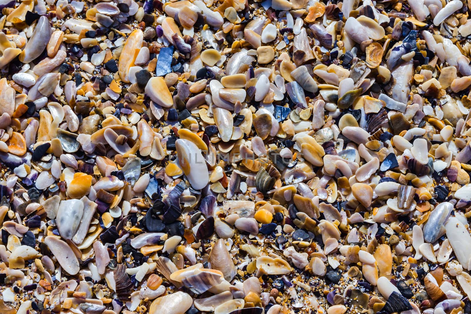 Beach with sea shells instead of sand