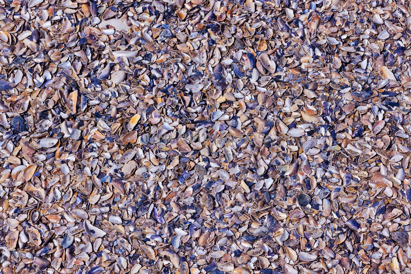 Beach with sea shells instead of sand