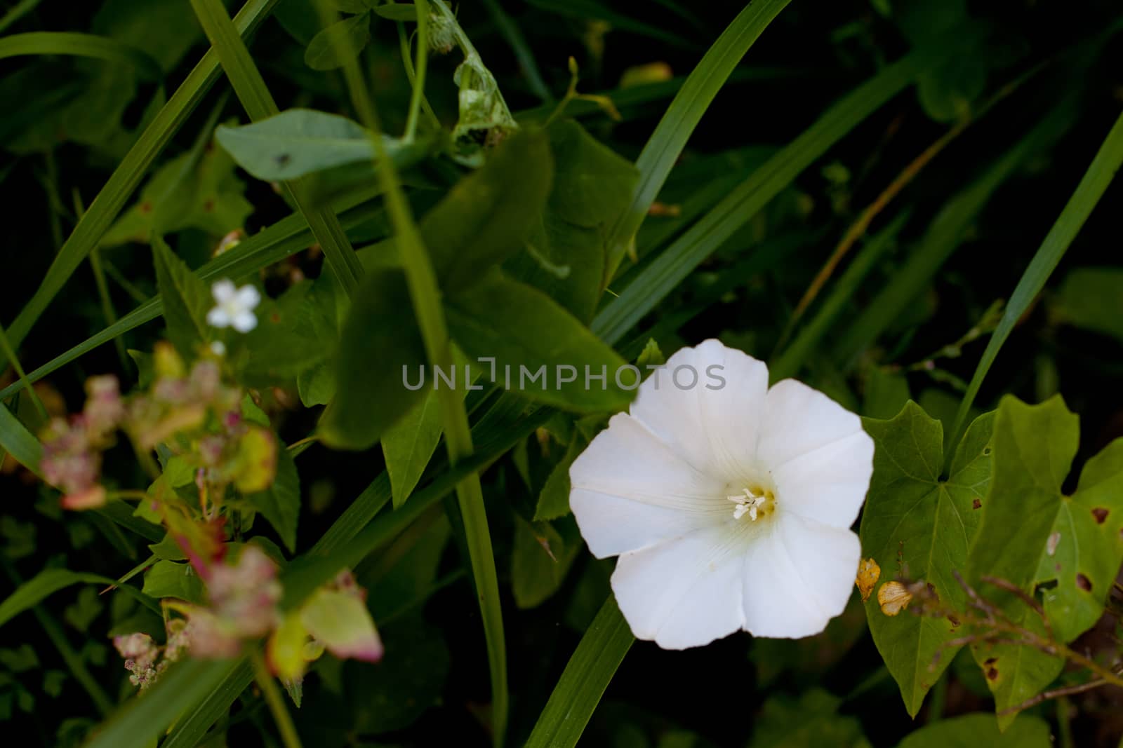 White wildflower in green field
