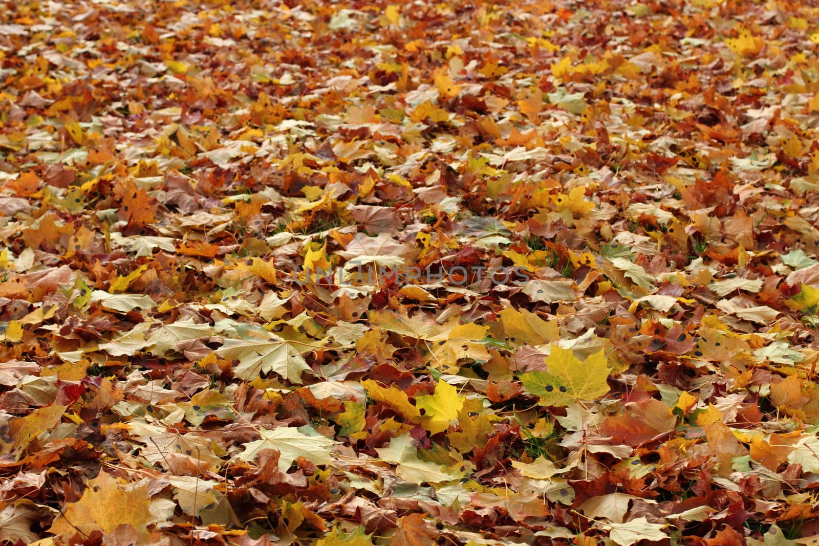 Many multi-colored maple leaves.  Nice Autumn background