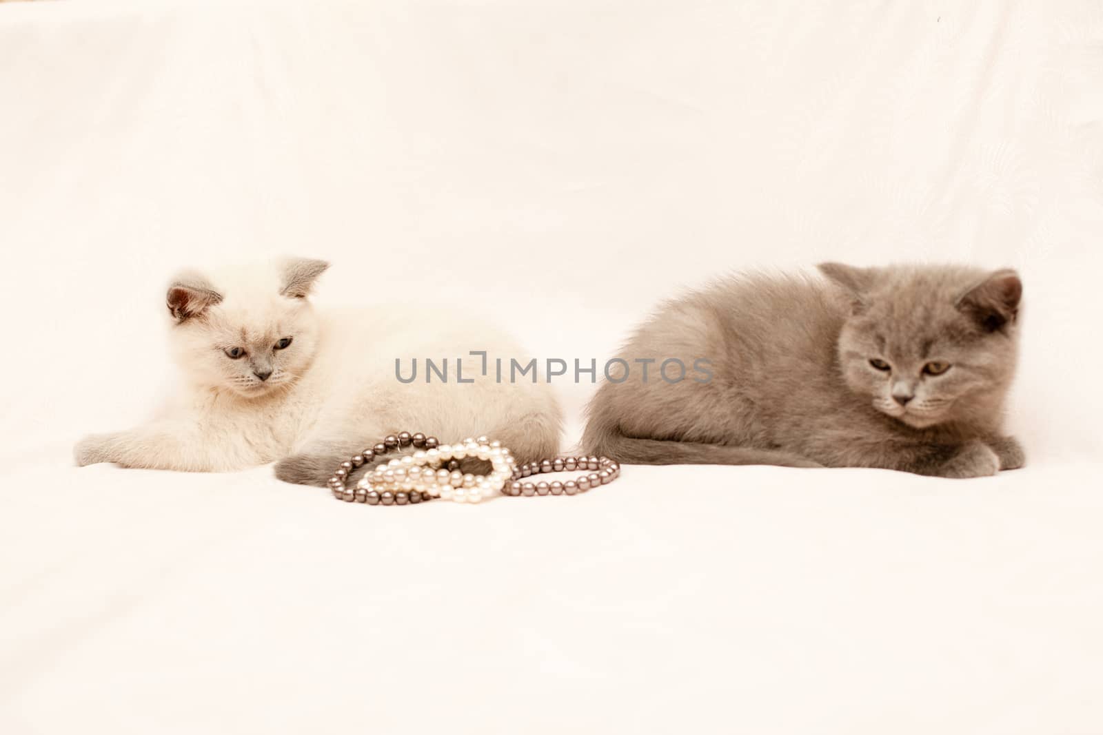 Two kittens looking at pearls on pink background
