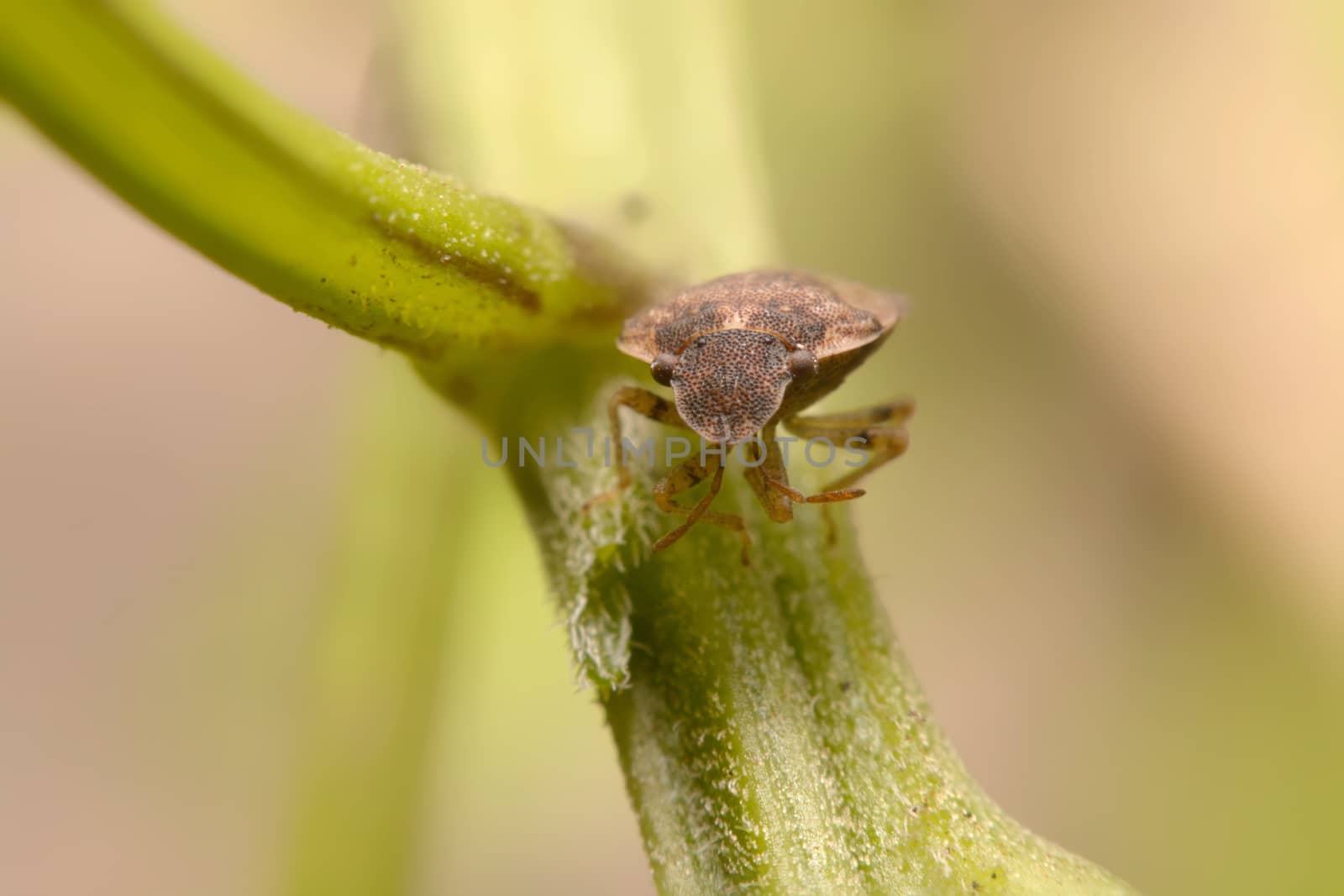 Close up Tessaratoma papillosa on a green background