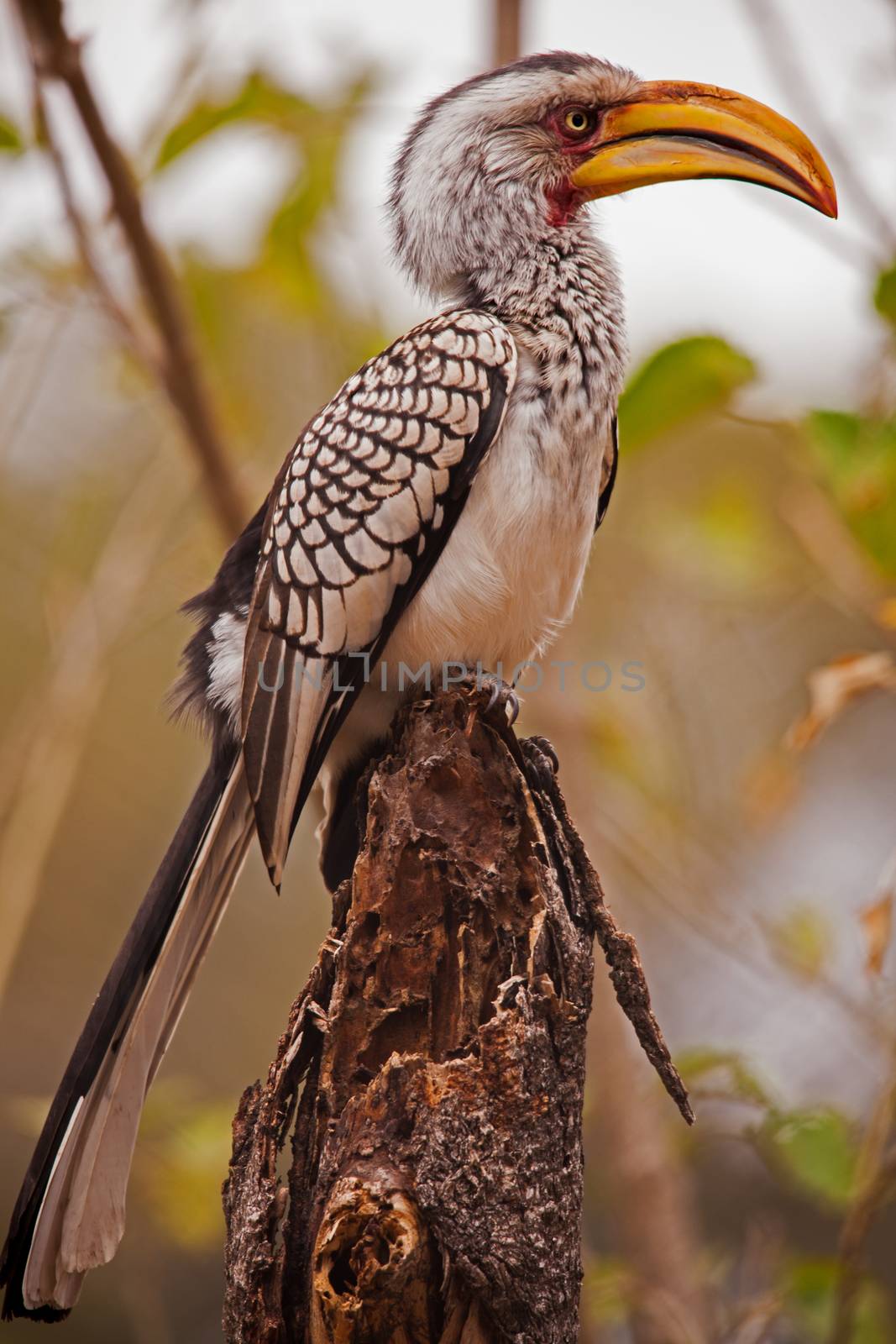 Southern Yellow-billed Hornbill (Tockus leucomelas) by kobus_peche