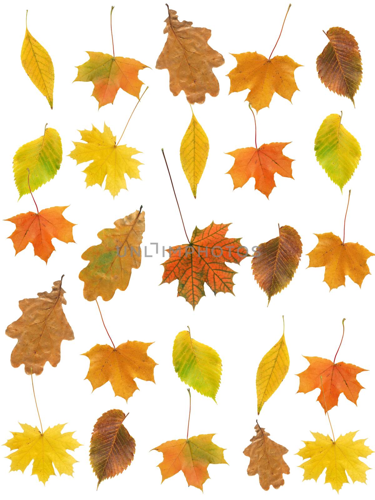 Nice background made from dry maple leaves