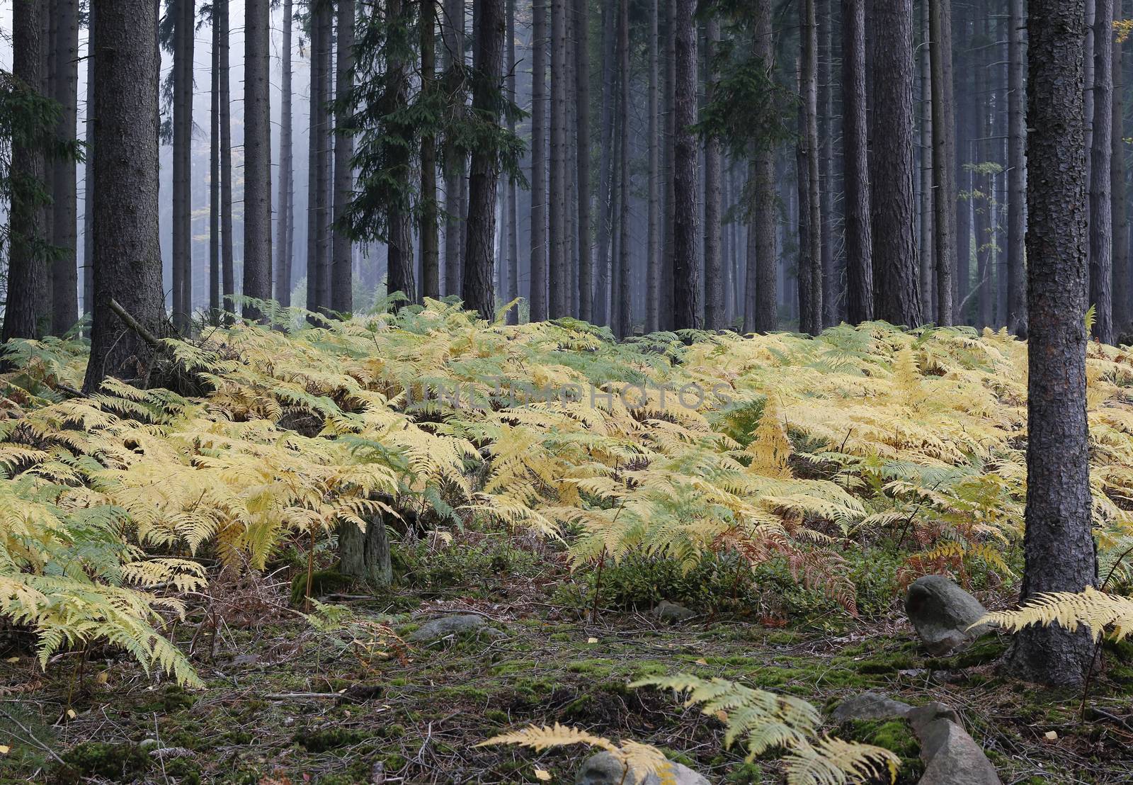 Fog in the forest with ferns by Mibuch