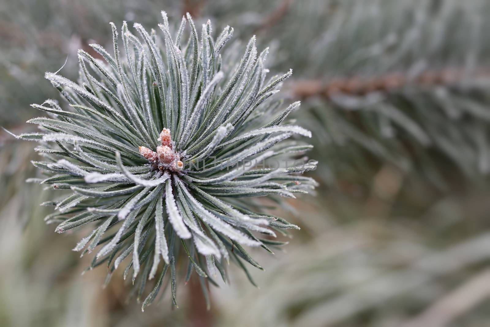 Hoarfrost on the coniferous twig by Mibuch