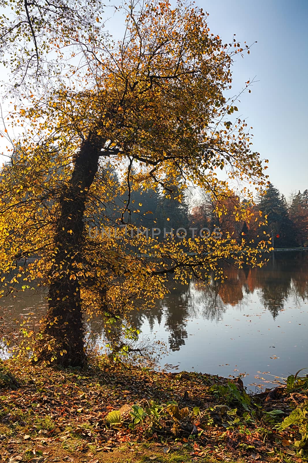 The leafy tree in the morning and the Pond by hanusst