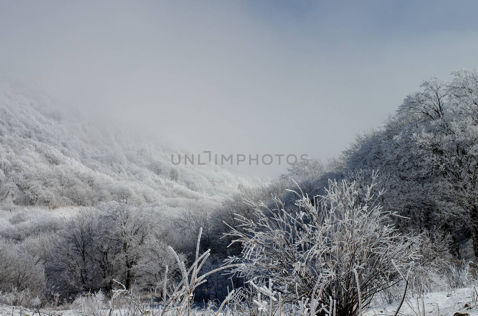 Beauty Landscape with Snowy Tree, Frozen Branches and Shadow Mount Hills on Dramatic Grey Cloudy Sky background Outdoors