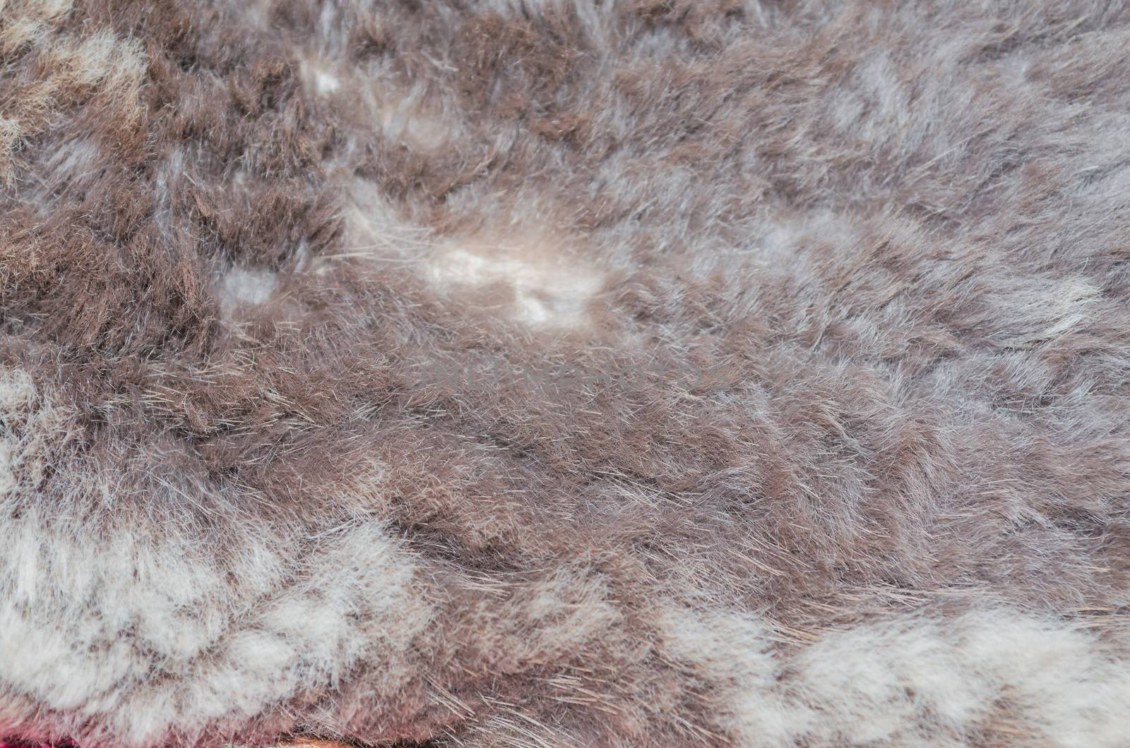 Animal fur texture gray black     by JFsPic