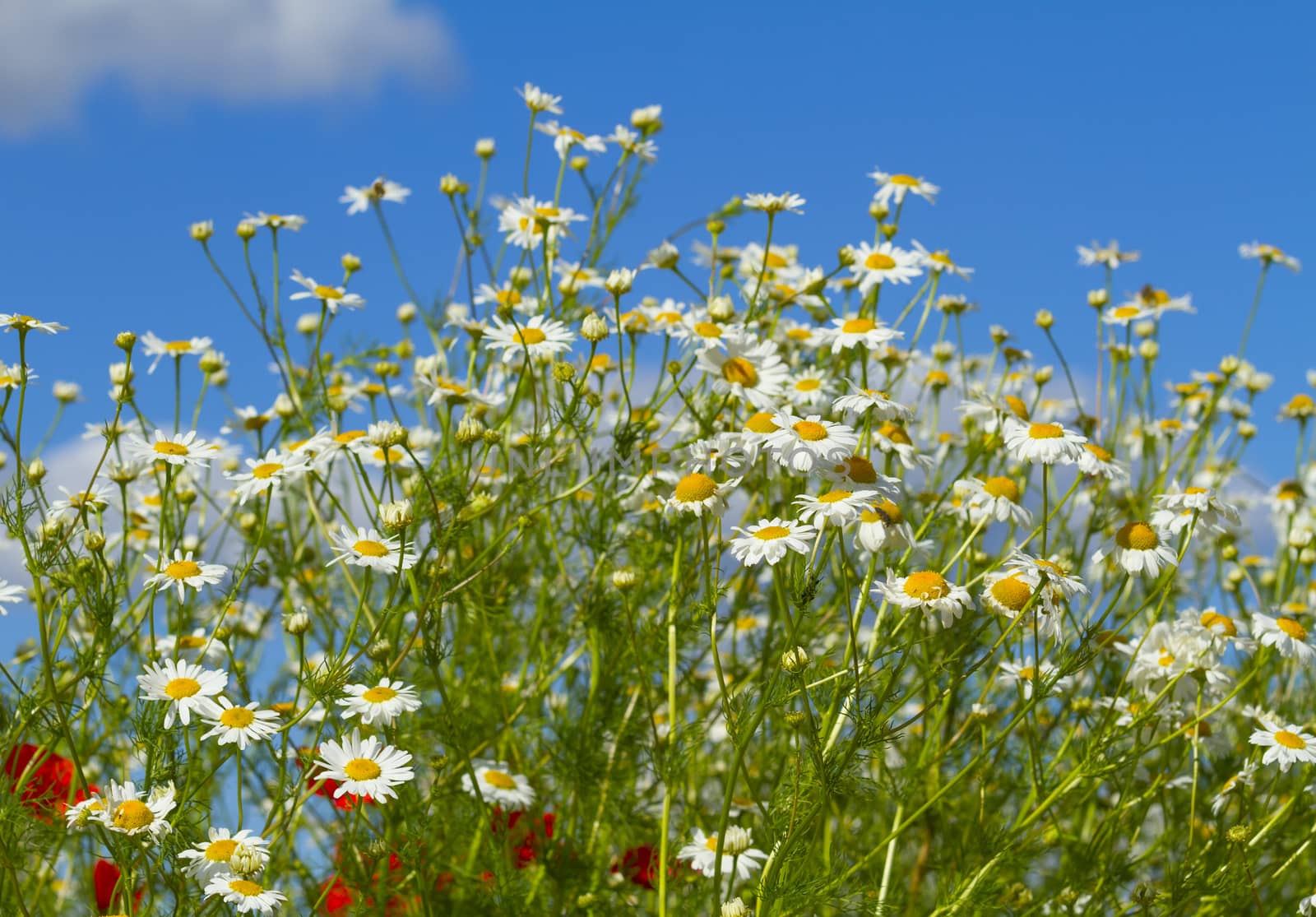 white daisies in a meadow
