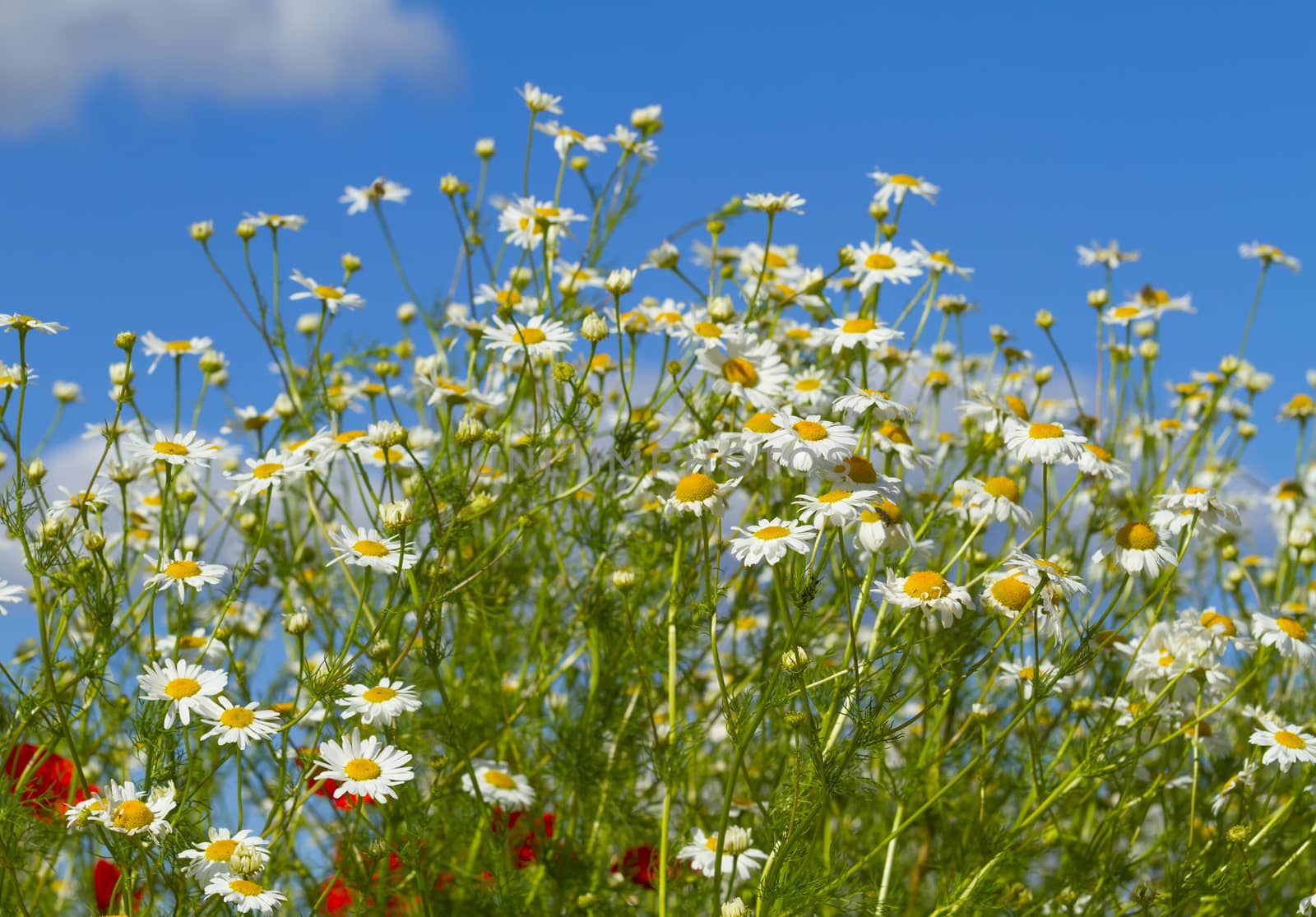 white daisies in a meadow by aleksaskv