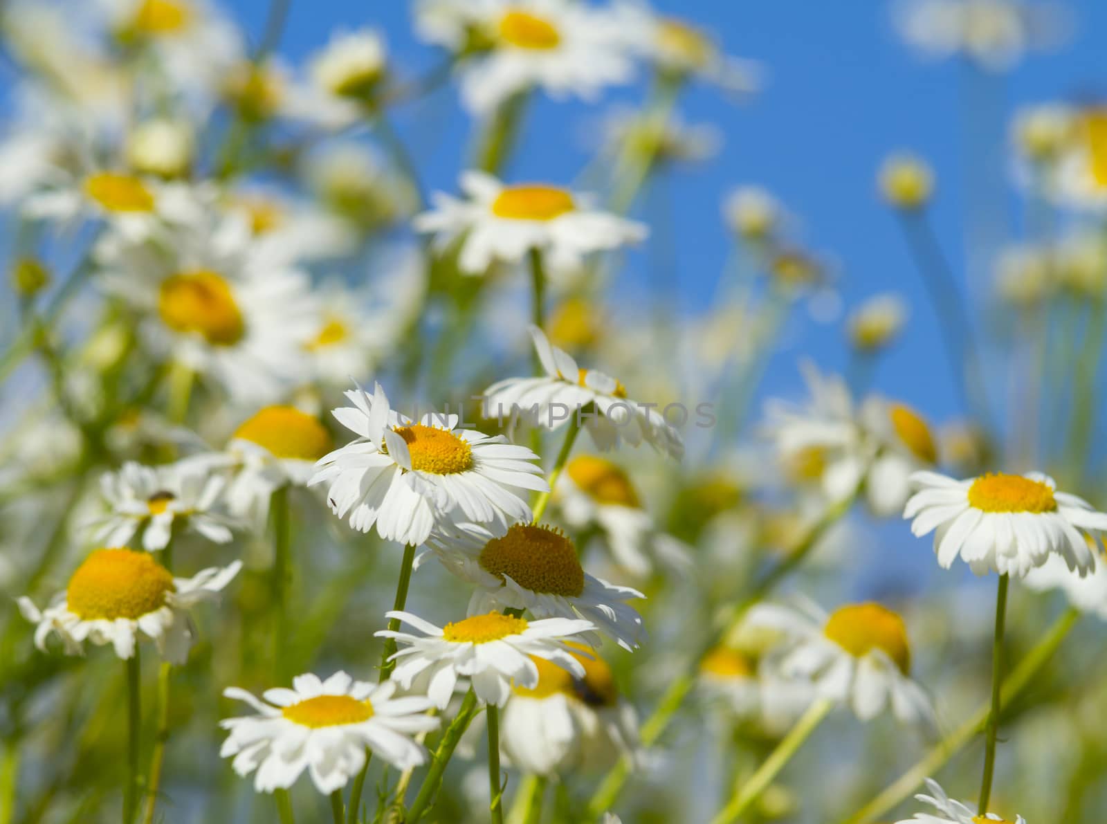 white daisies in a meadow by aleksaskv