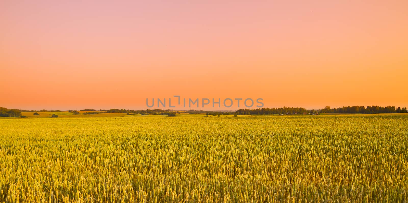 wheat field at sunset by aleksaskv