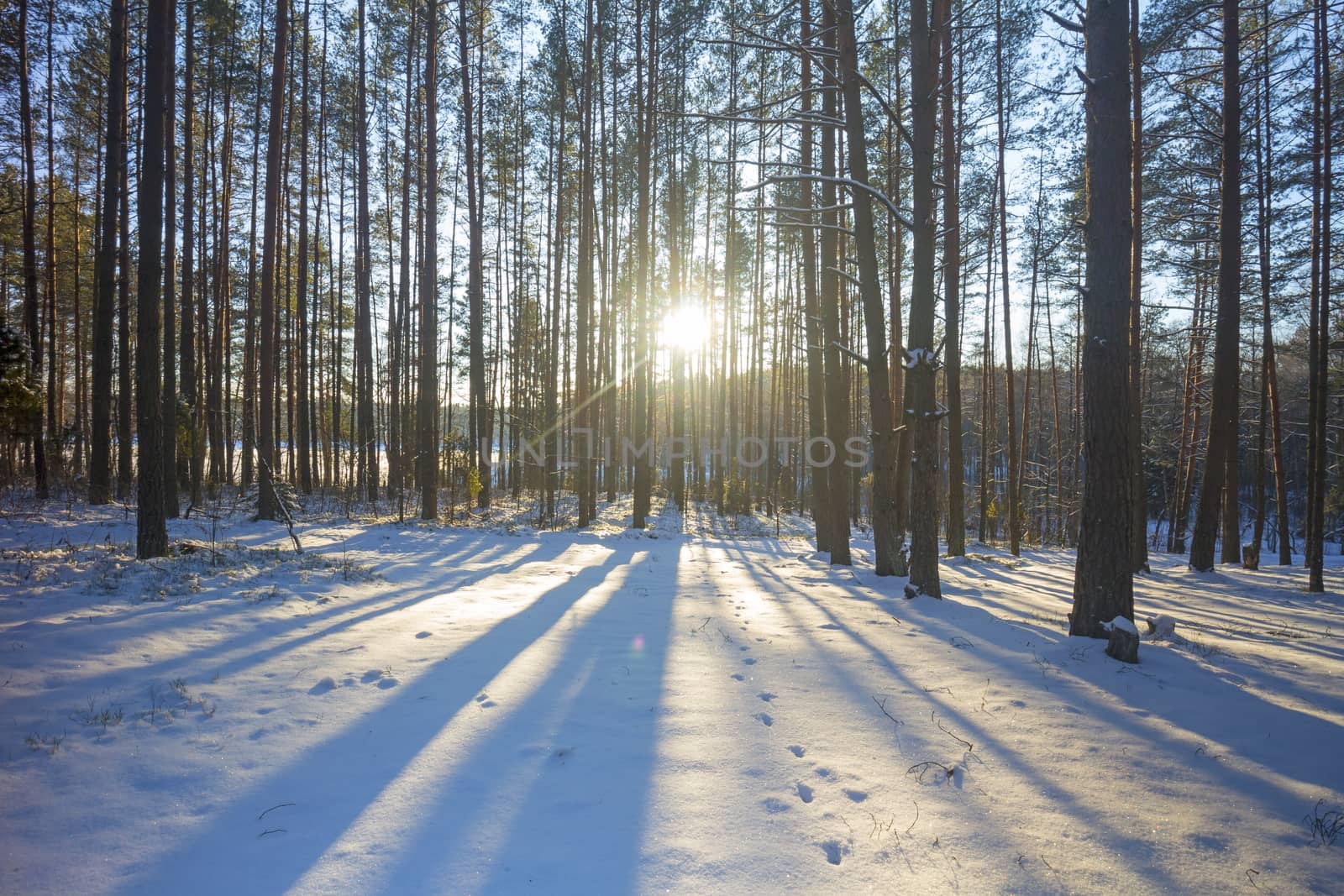 winter forest by aleksaskv