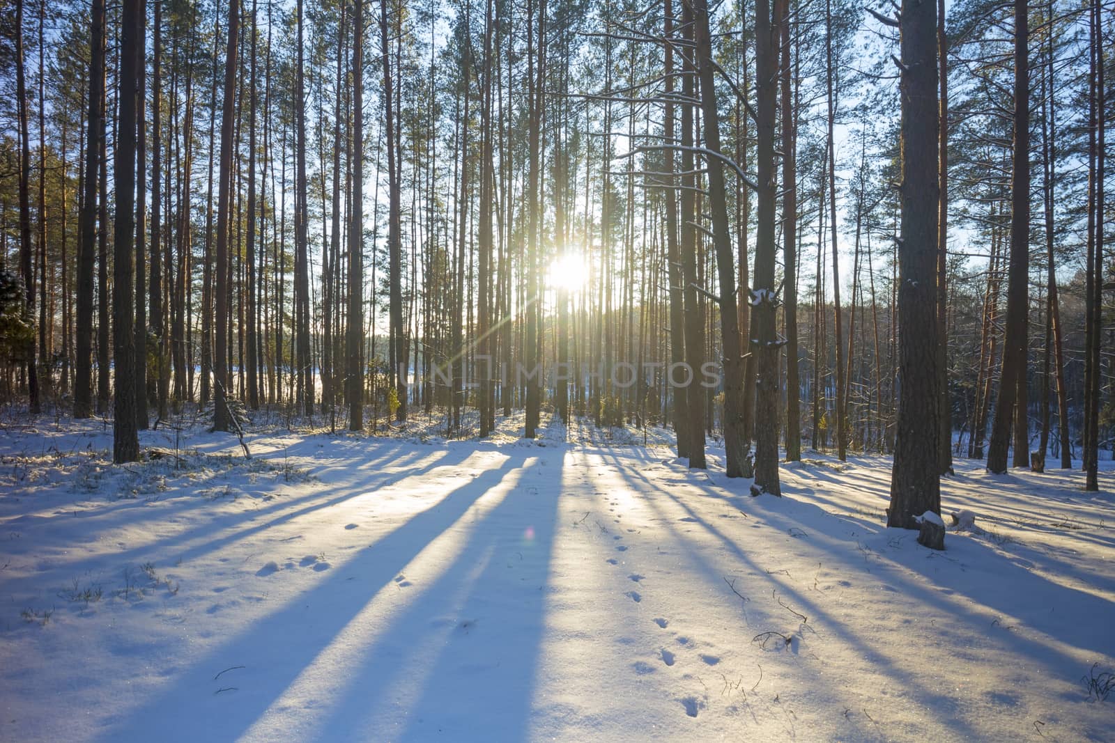 winter forest