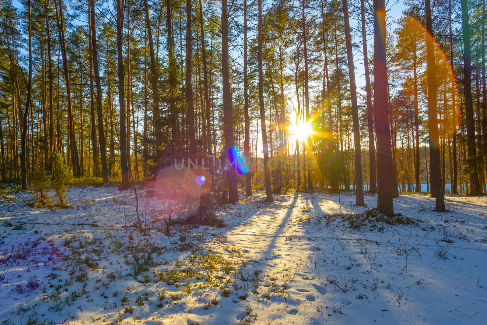 winter forest and the sun
