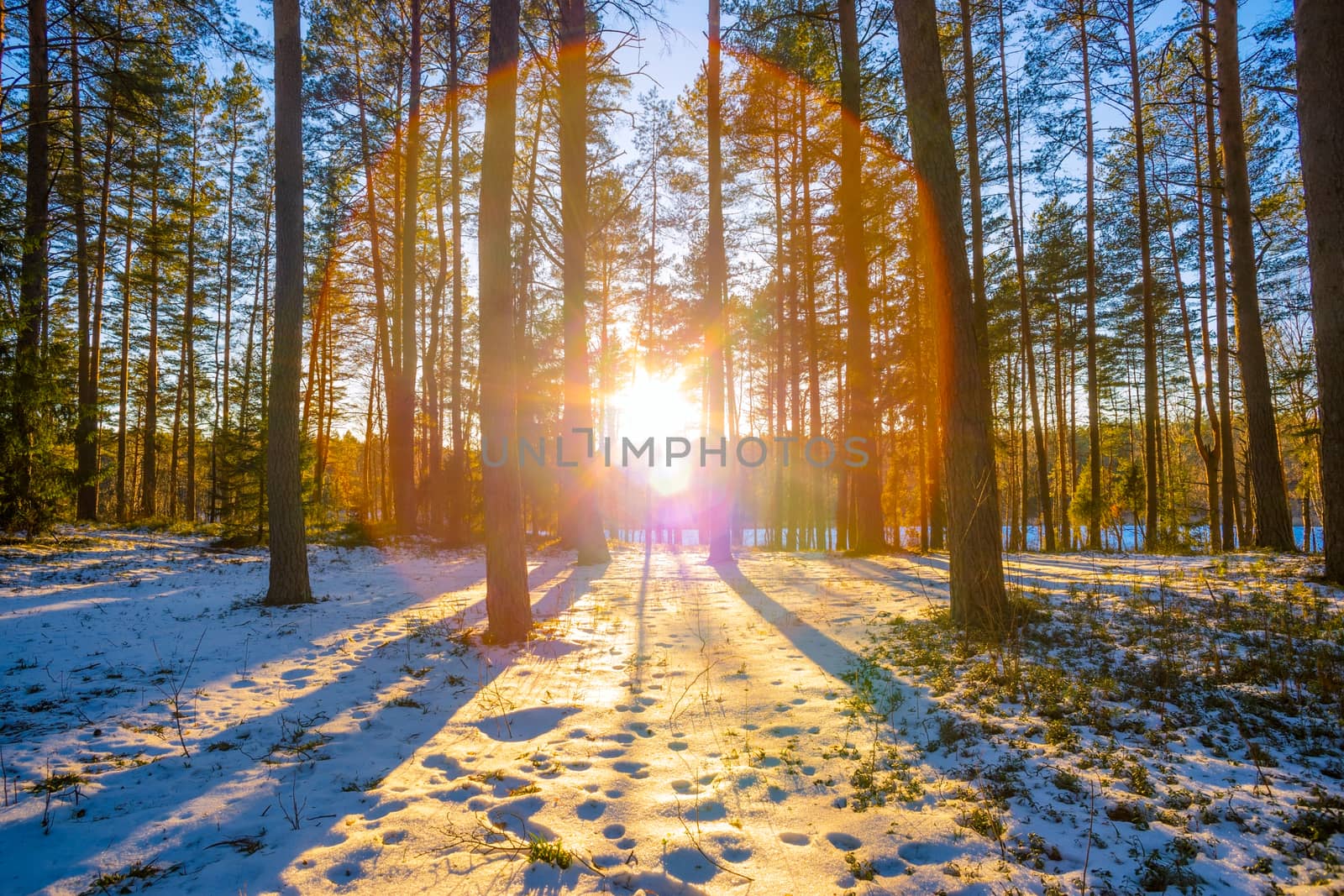 winter forest and the sun