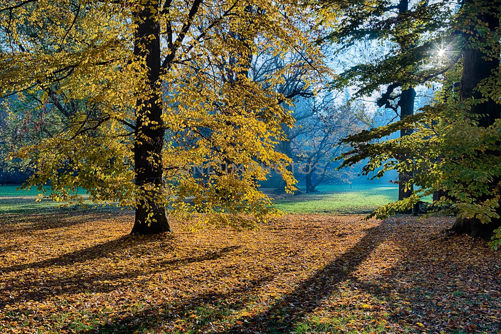 The forest in the morning by hanusst