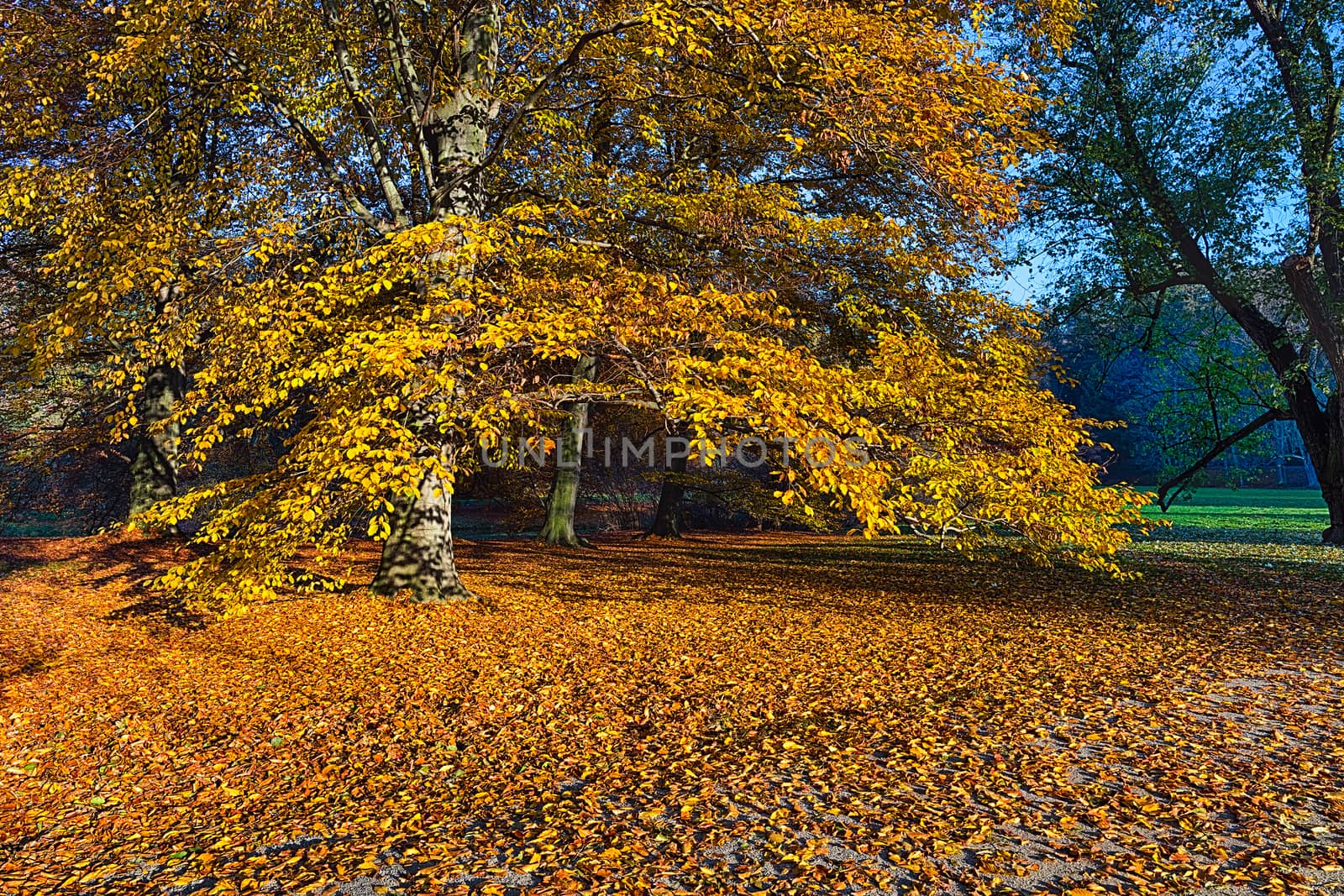 The forest in the morning by hanusst