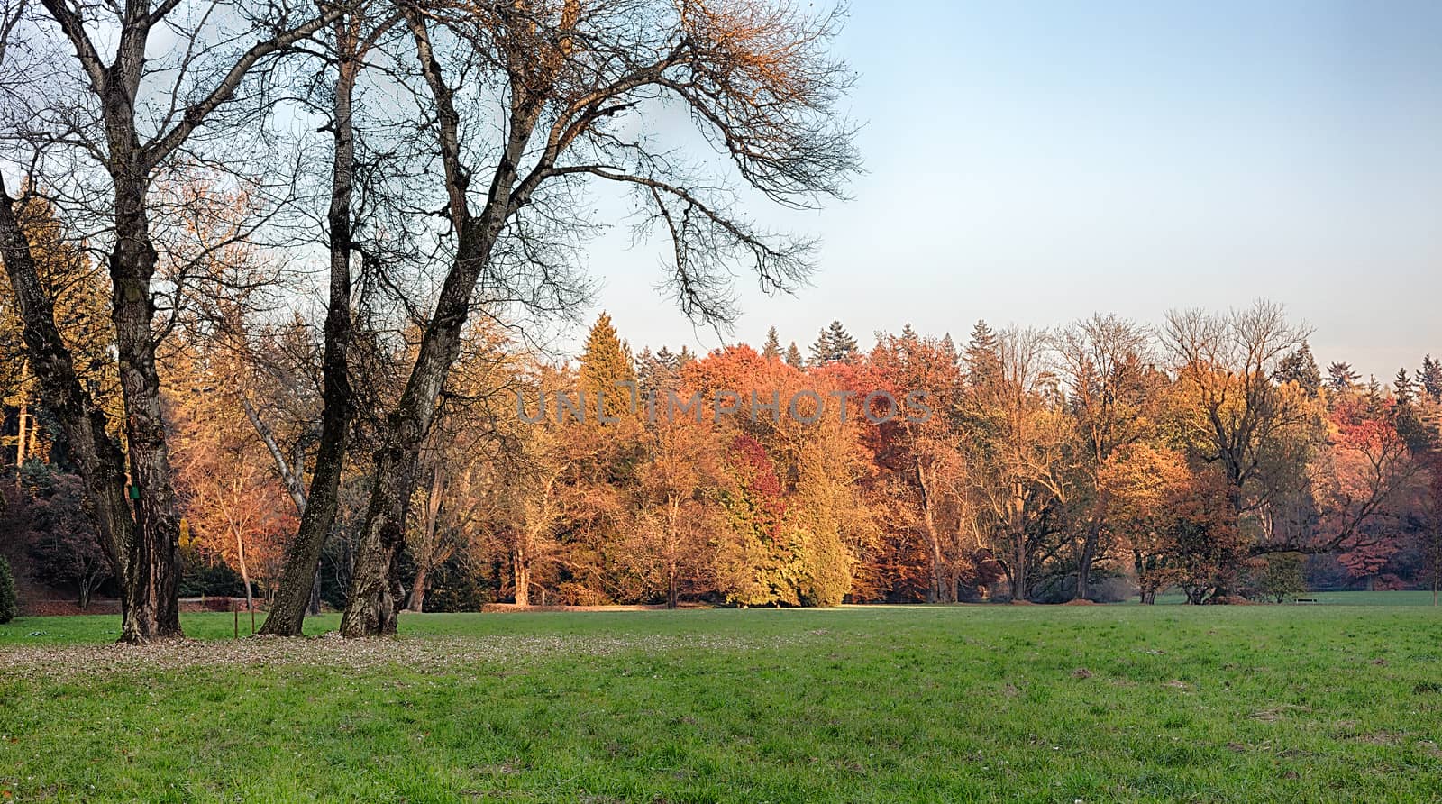 The leafy forest in the morning sunshine