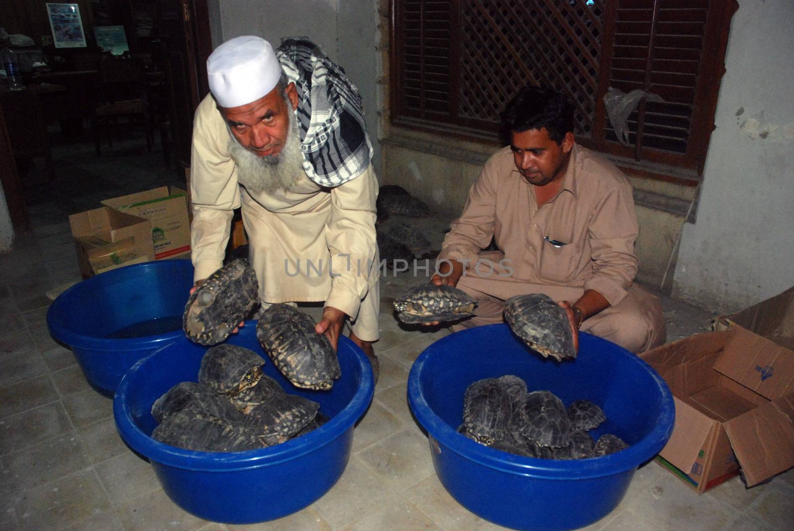 PAKISTAN, Karachi: Pakistani wildlife officials hold recovered black spot turtles in Karachi on November 9, 2015. The wildlife agency rescued some 40 freshwater turtles dumped by unknown traffickers after trying to sell them at a local market.