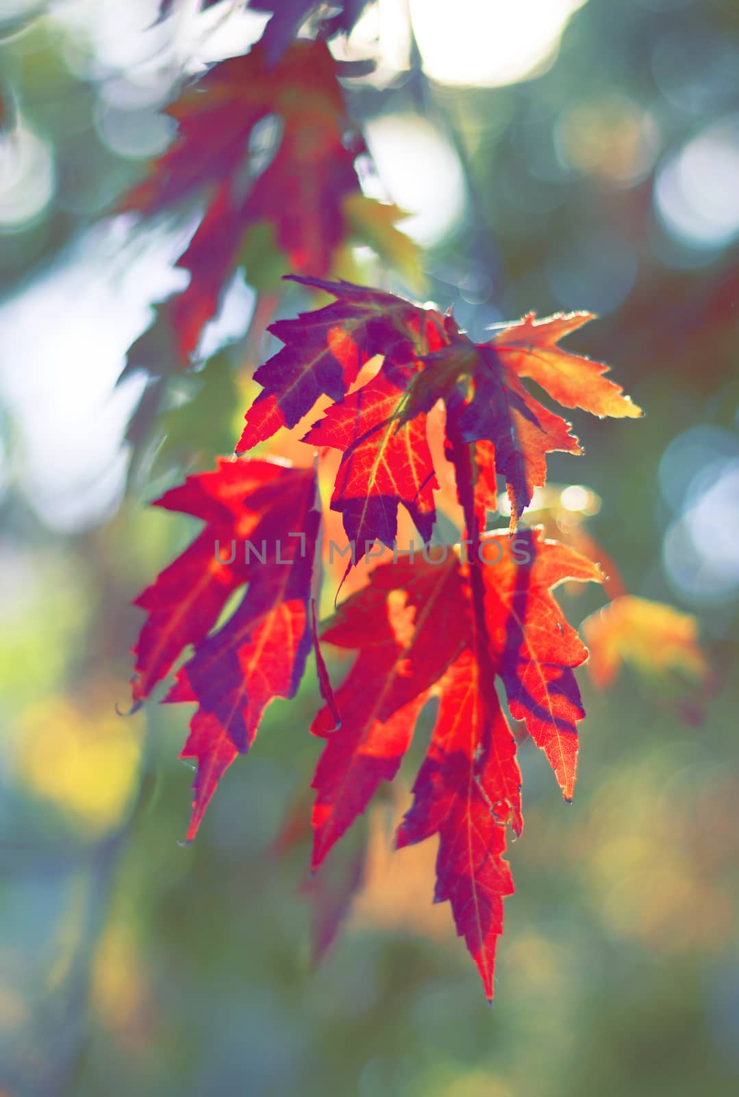 Fall colors by Kidza