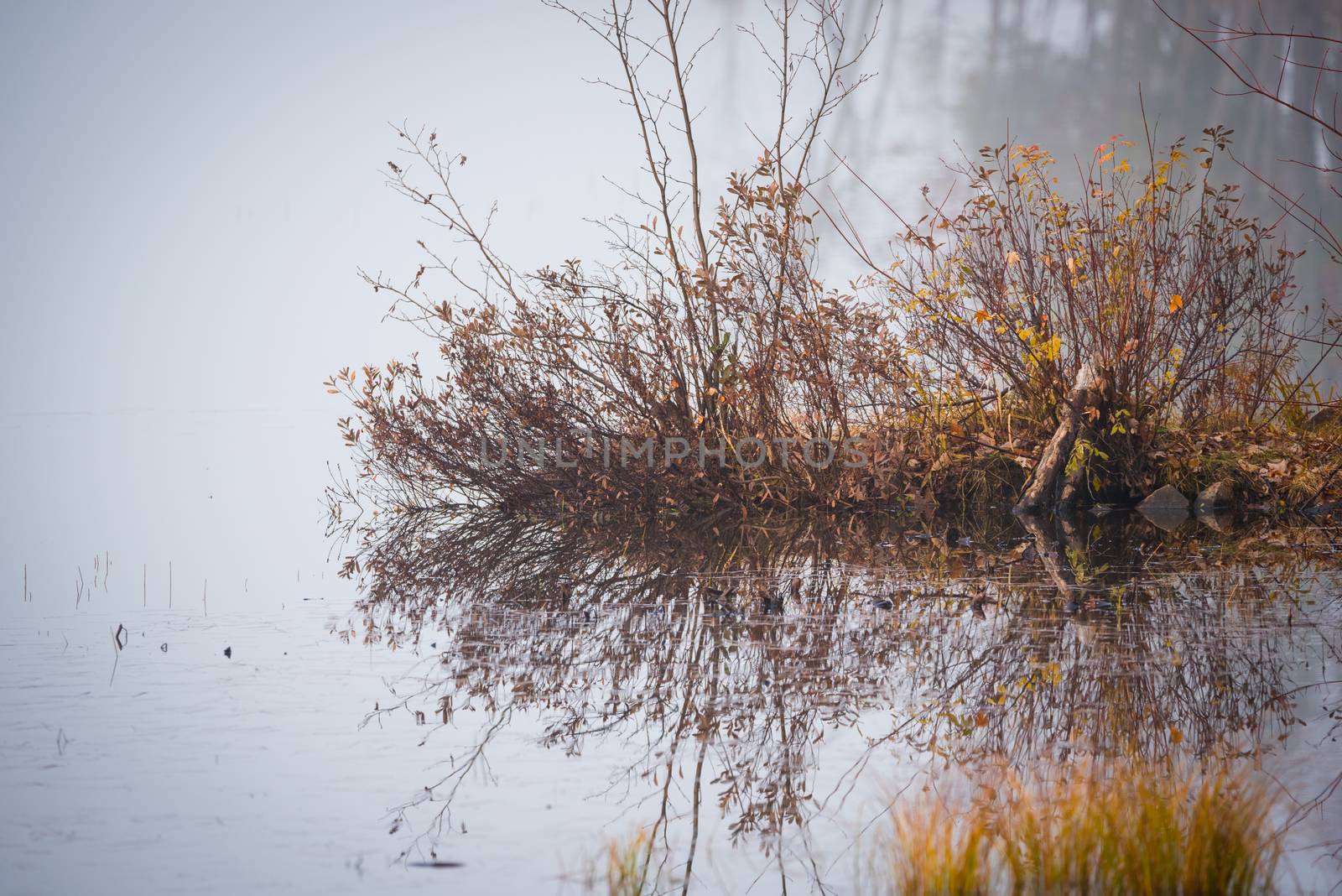 Still, cool air and warm lake water make for an early morning masking of the water in a near opaque fog show.