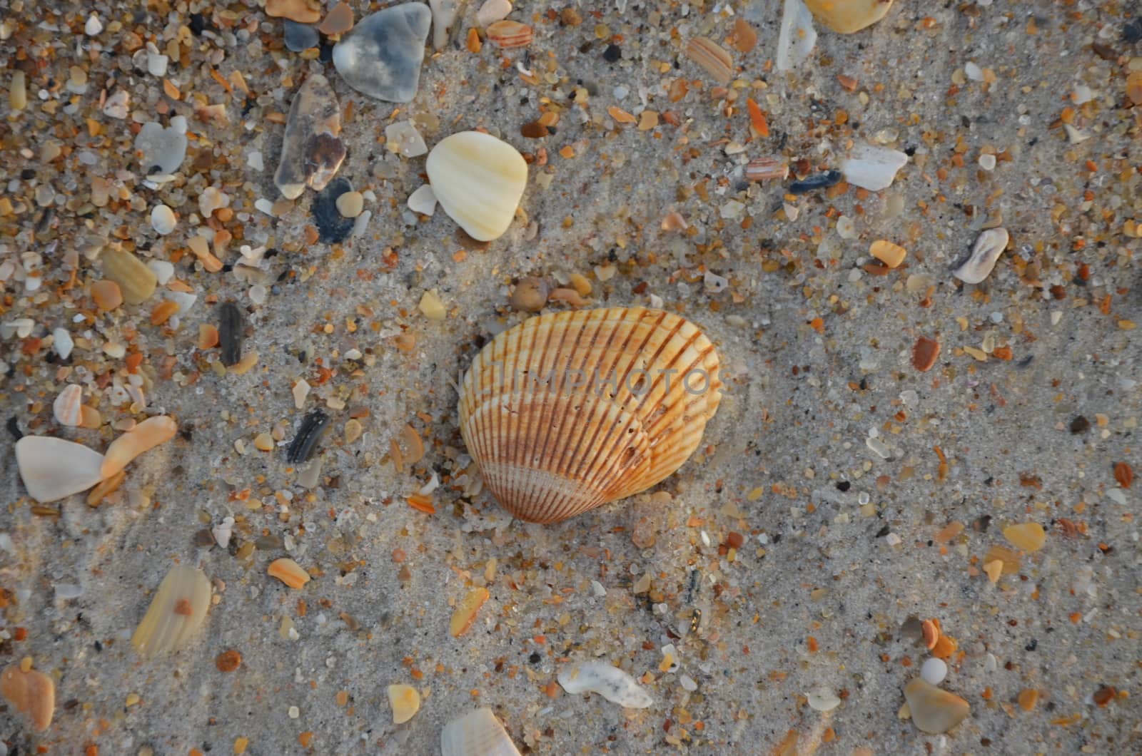 A closeup view of a sea shell along the North Carolina Coast